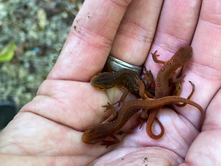 Red-spotted Newts